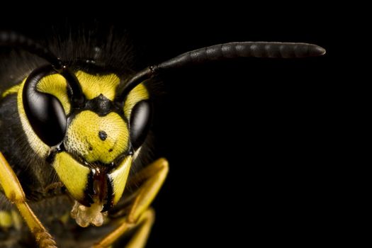 head of wasp in extreme close up with black background