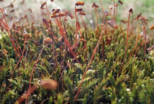 low angle macro shot showing some moss sporangiums in natural back