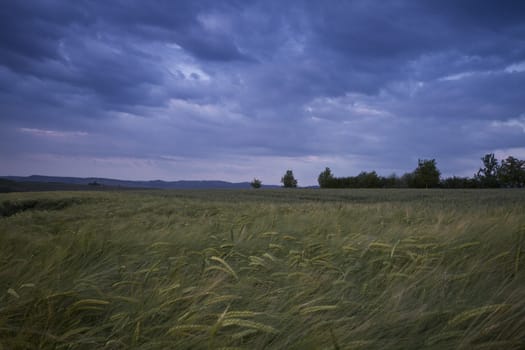 grainfield with cloudy sky and trees in background