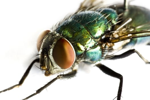 iridescent house fly in close up on light background