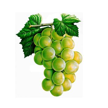 A bunch of grapes