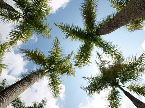 Coconut trees with cloudy sky in Malaysia