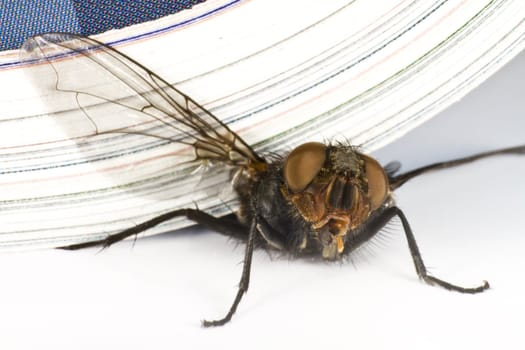 house fly killed by magazine in extreme close up