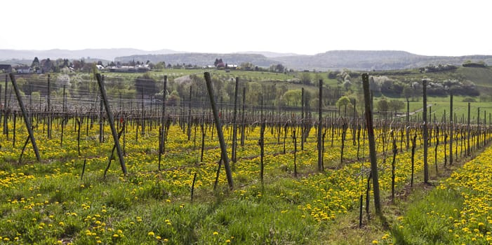 vineyard in south germany with dandelion. monocropping