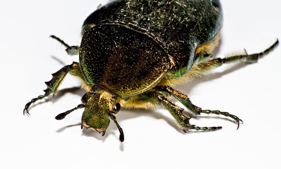 head of black bug in left upper corner on white background