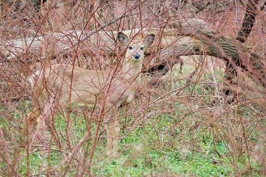 Whitetail deer yearling standing in a thicket.