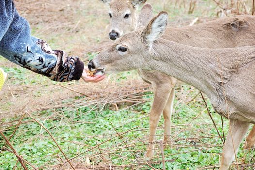 Whitetail deer doe eating penuts out of a hand.