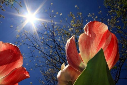 Looking up at tulips in the sunshine