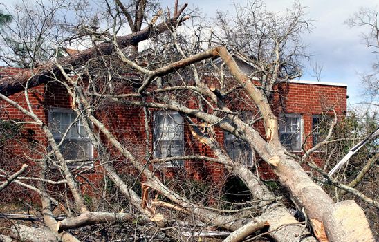 A tree that fell on a house during tornado