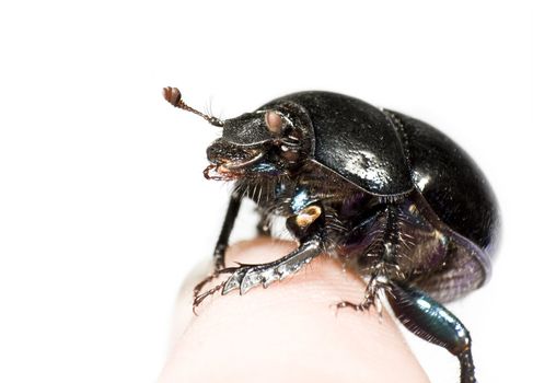 black beetle sitting on finger. White background