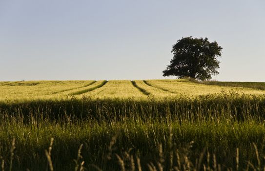 single tree and grainfield  with nic blue sky