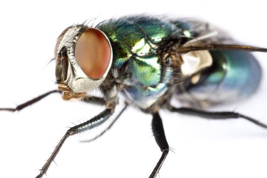 iridescent house fly in close up on light background