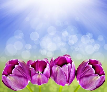 Spring background with tulips and sun