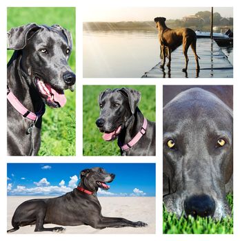 Collage of photos of a great dane dog