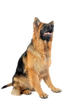 portrait of a  purebred german shepherd in front of white background