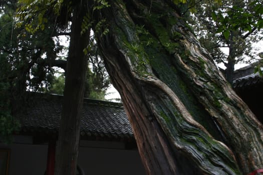 old tree in the temple of the white horse