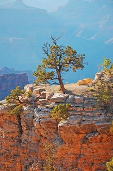 Lone tree on Grand Canyon cliff