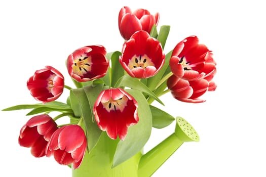 bunch of red tulips