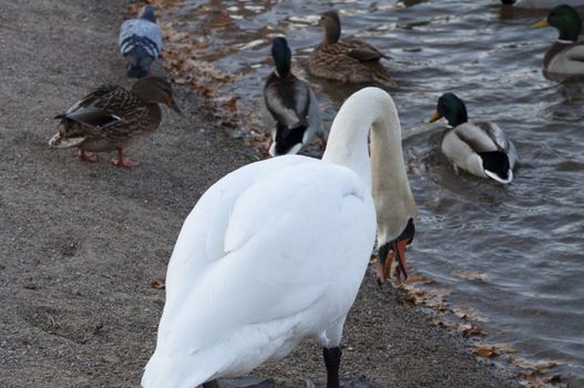 High resolution image. Ducks and swans on the bank of lake.