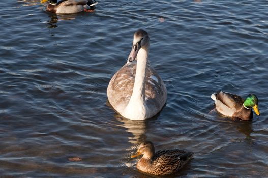 High resolution image. The swan floats on lake. White swan.