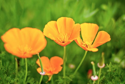 Orange Poppies Field selective focus effect.