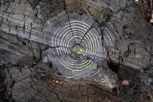 Old tree stump with colored age circles