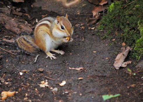 An eastern chipmunk perched on the ground with a peanut.