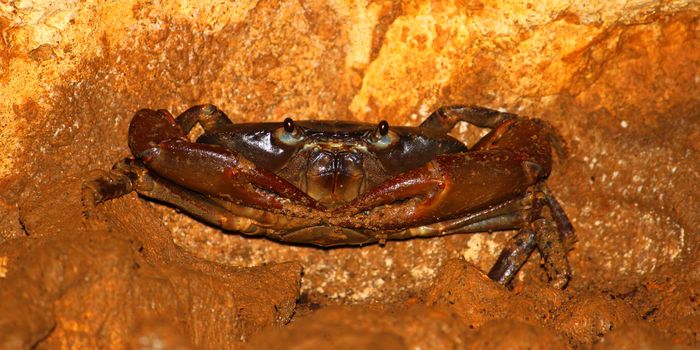 A Cave Crab hides in the Cueva Del Viento of Guajataca Forest Reserve - Puerto Rico.