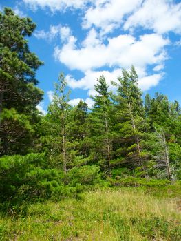 The beautiful pine woodlands of Porcupine Mountains State Park - Michigan.