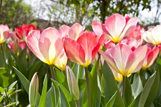 Sunny day: beautiful tulips in a private Italian garden