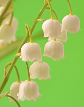 Closeup of a branch of lily of the valley over green background