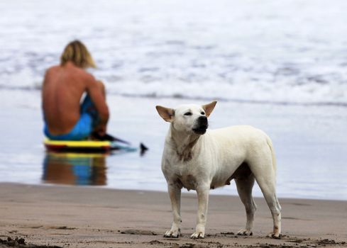 Surfer and a dog on a coast of ocean