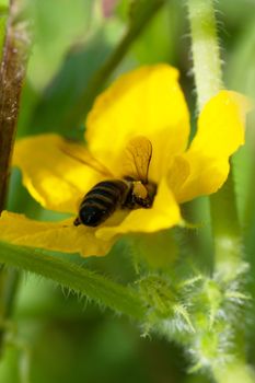 Bee on a flower in a garden gathering honey