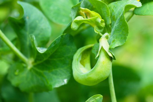 Macro view of green pod of peas in a garden