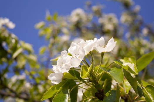 beautiful flowers on the branch of a flowering tree. Prague, Czech Republic.