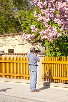 Photographer works, photographs flowering tree. Prague, Czech Republic.