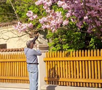 Photographer works, photographs flowering tree. Prague, Czech Republic.