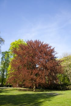 beautiful tree against the blue sky. Prague, Czech Republic.