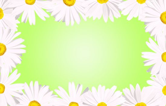 It's spring: White daisy flowers forming a border over a spring baby green background.               
