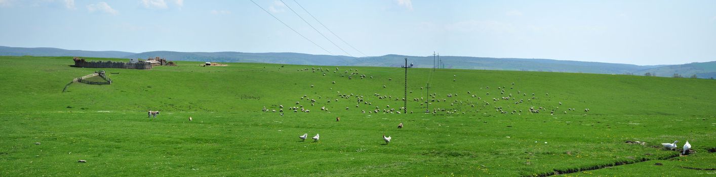 Nice green field panorama with sheeps, goose and chikens