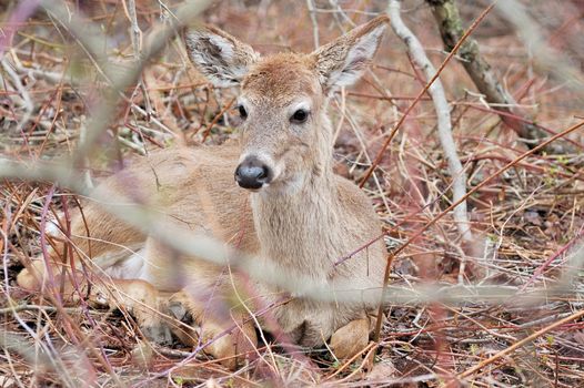 Whitetail deer yearling bedded in a thicket.
