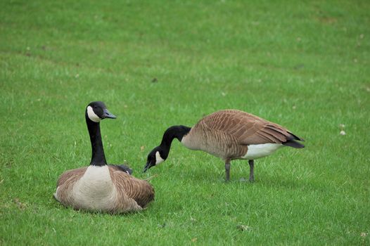 A pair of Canada geese siting on the grass.