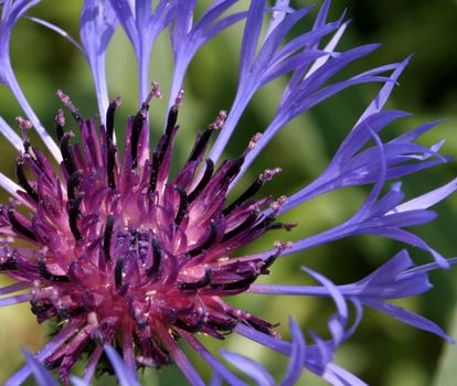 A closeup of a purple and blue flower.