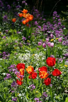 A spring garden in bright sunlight.
