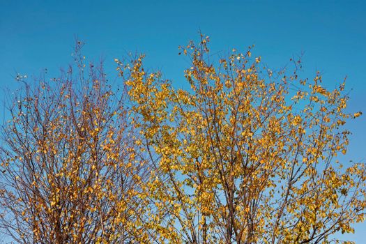 Autumn trees against a background of blue sky. The end of October