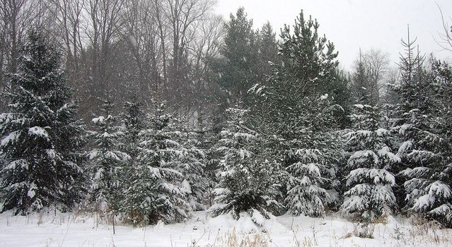 Image features a snow covered grove of spruce trees with the snow really coming down.
