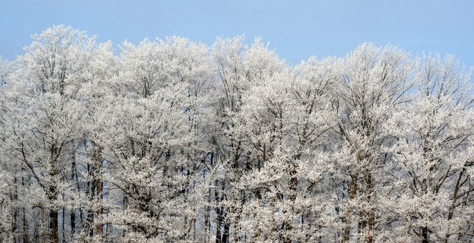 A frost covered decidious forest treeline set against a blue sky.
