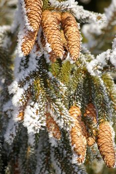 a fir cone on a branche in winter