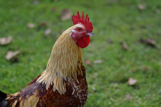 Portrait of a brahma cock.