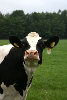 Funny cow staring at me.